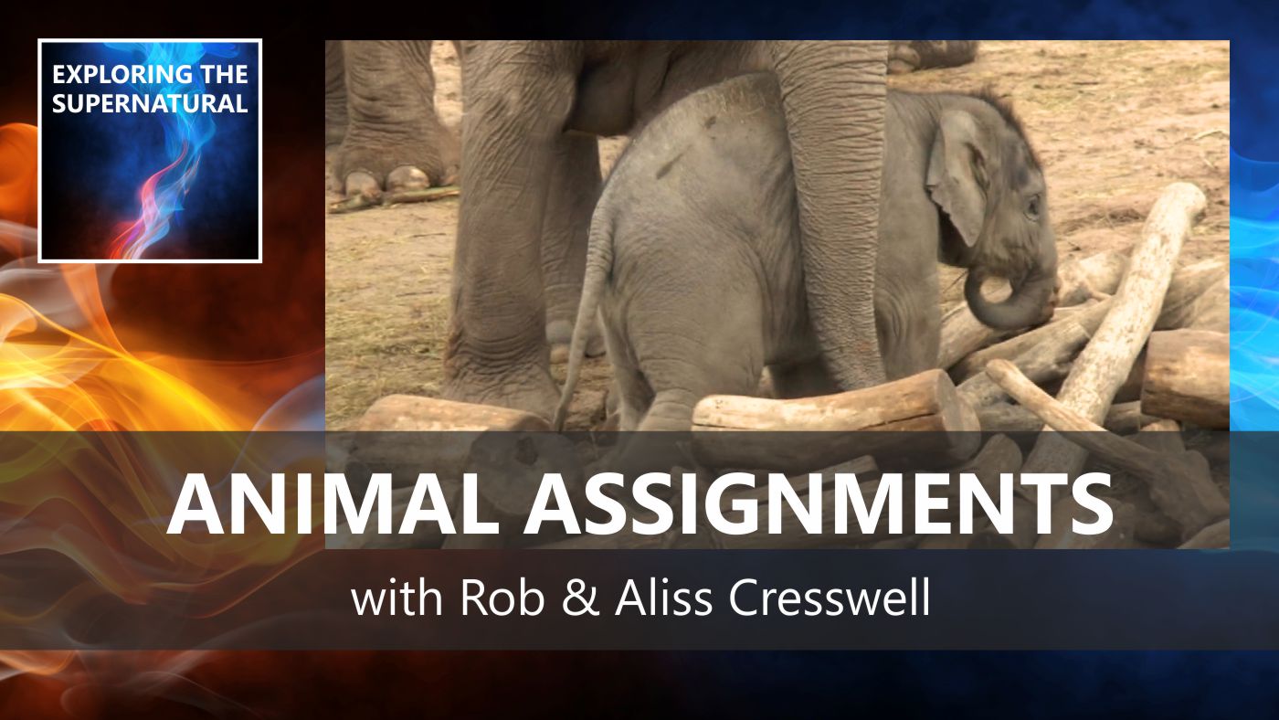 Animal Assignments